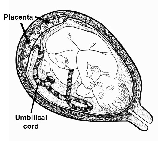 The human placenta: Development, Function, and Common